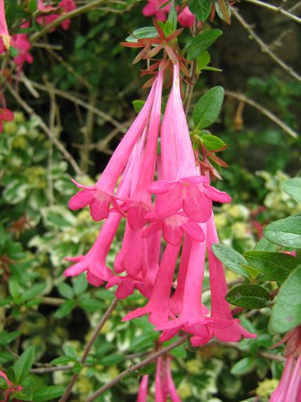 Abelia floribunda 