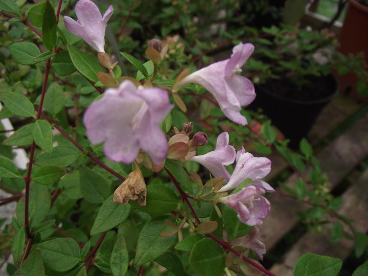 Abelia 'Petite Garden' 