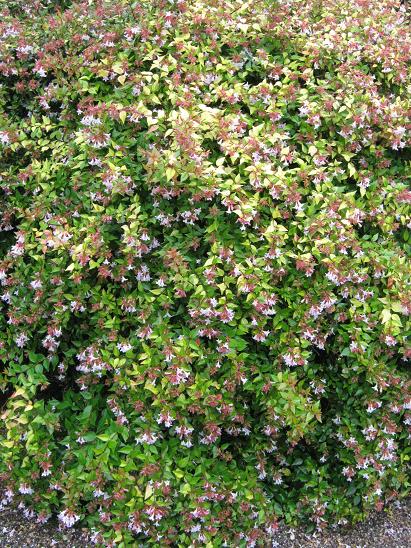 Abelia x grandiflora 'Francis Mason' 