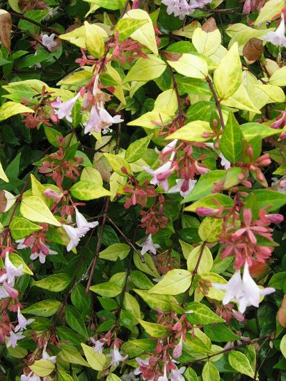 Abelia x grandiflora 'Francis Mason' 