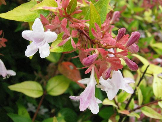 Abelia x grandiflora 'Francis Mason' 