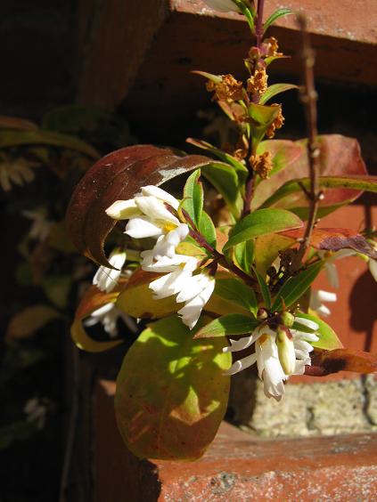 Abeliophyllum distichum 'Roseum' 