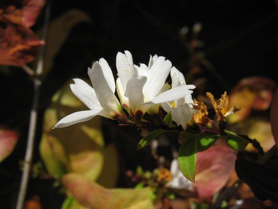 Abeliophyllum distichum 'Roseum' 