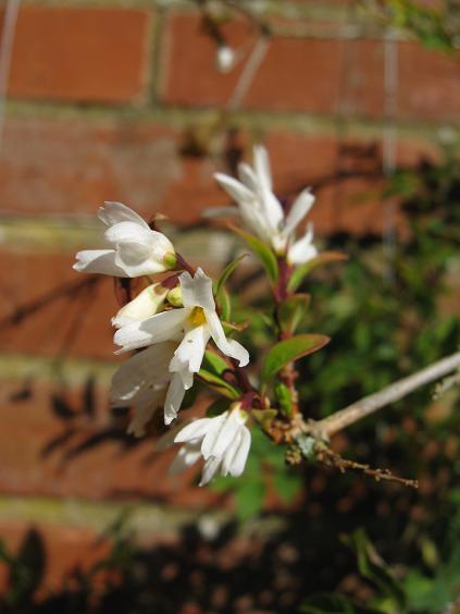 Abeliophyllum distichum 'Roseum' 