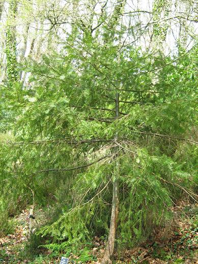 Abies durangensis coahuilensis 