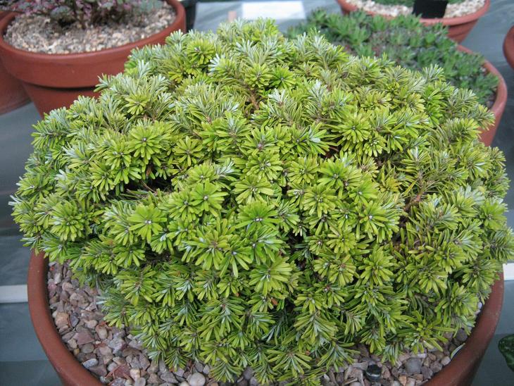 Abies koreana 'Kohout' 