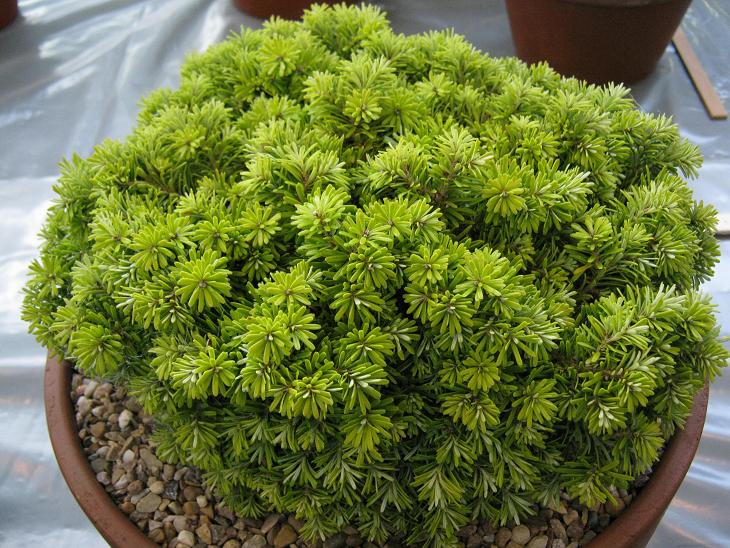 Abies koreana 'Kohout' 