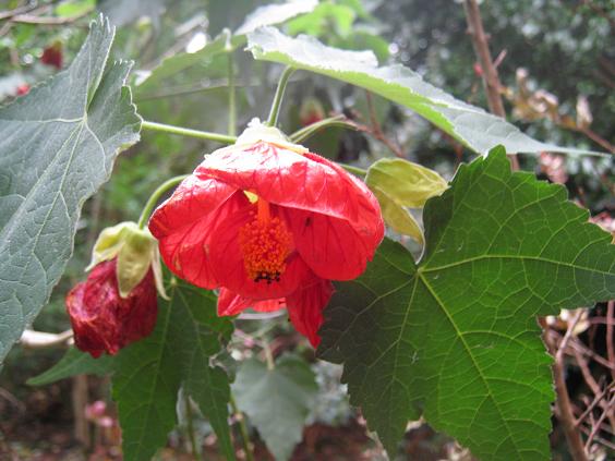 Abutilon 'Ashford Red' 