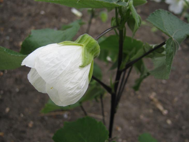 Abutilon 'Boule de Neige' 