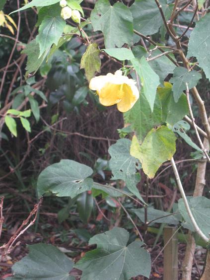 Abutilon 'Canary Bird' 