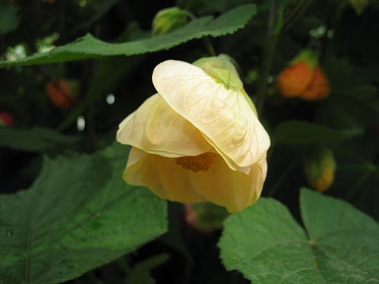 Abutilon 'Creme Blush' 