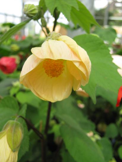 Abutilon 'Creme Blush' 