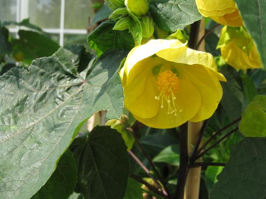 Abutilon 'Golden Fleece' 