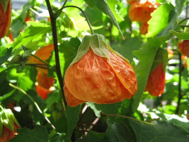 Abutilon 'Marion' 