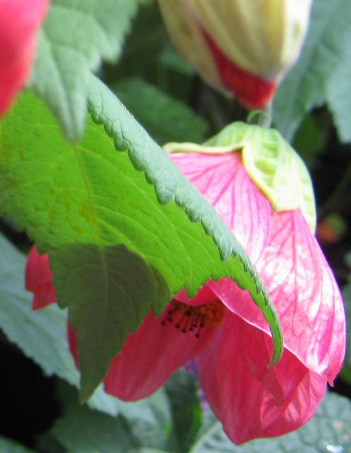 Abutilon 'Peach Passion' 