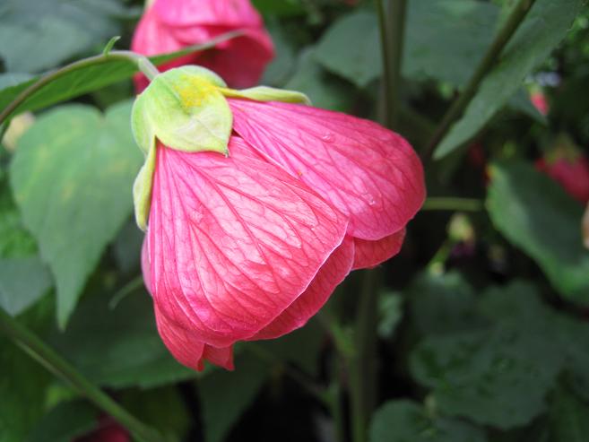 Abutilon 'Red Temptation' 