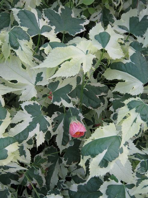 Abutilon 'Savitzii' 