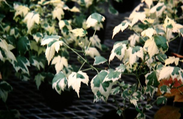 Abutilon 'Savitzii' 