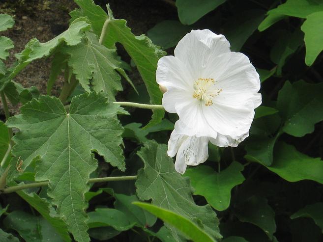 Abutilon vitifolium 'Tennants White' 