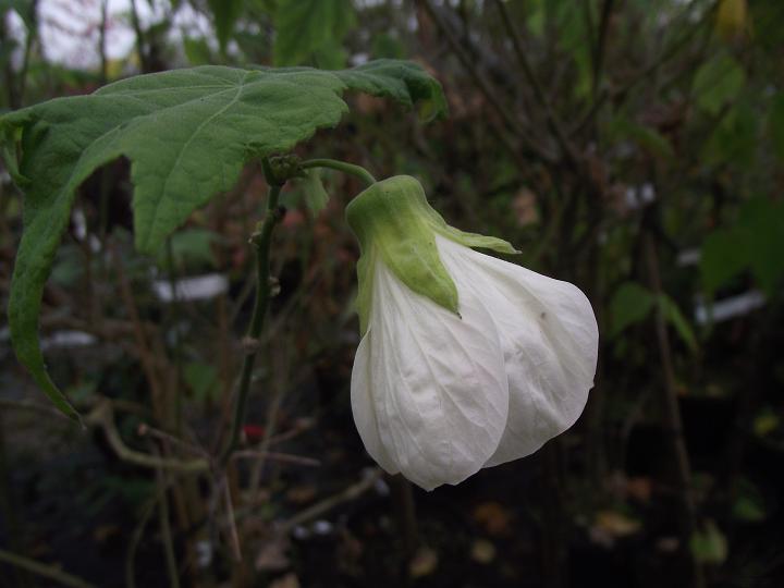 Abutilon 'White Hybrid' 