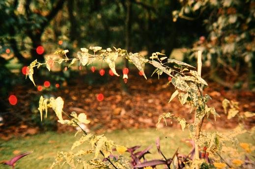 Abutilon meyeri 'Variegatum' 