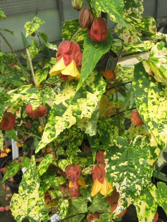 Abutilon meyeri 'Variegatum' 