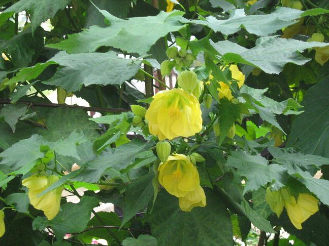 Abutilon 'Yellow Trumpet' 