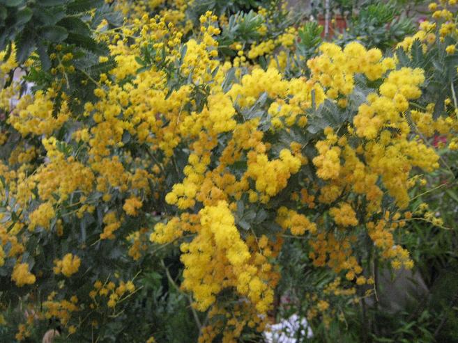 Acacia baileyana 