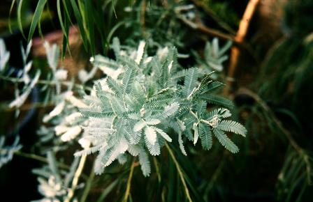 Acacia baileyana 