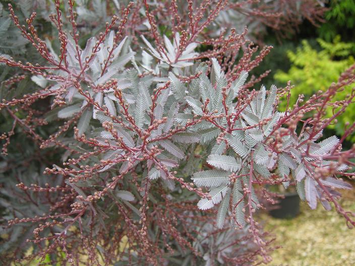 Acacia baileyana 'Purpurea' 