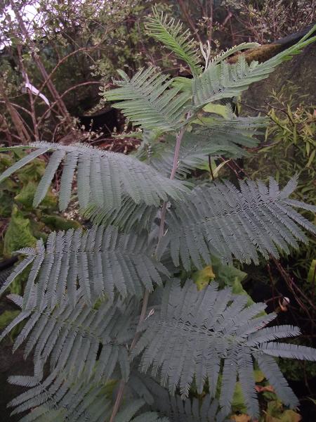 Acacia dealbata 