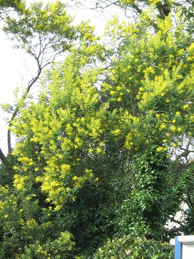 Acacia dealbata 