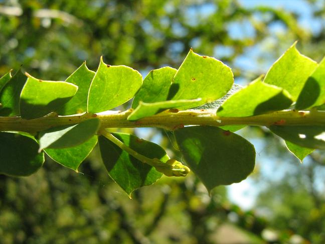 Acacia pravissima 