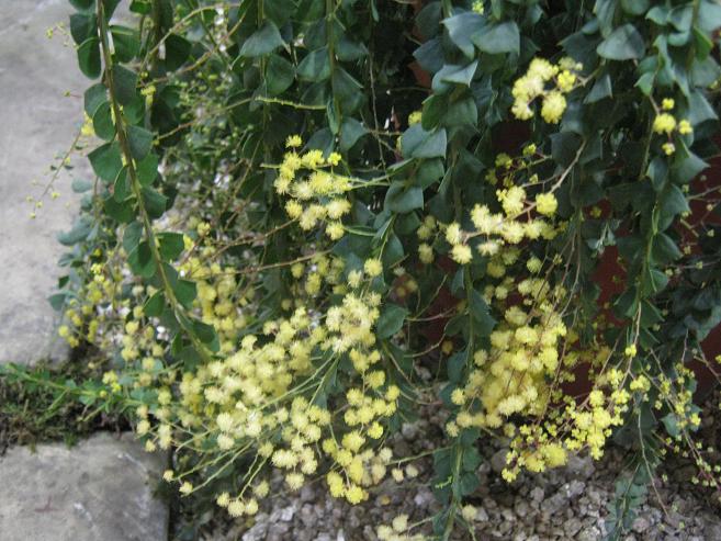 Acacia pravissima 'Bushwalk Baby' 