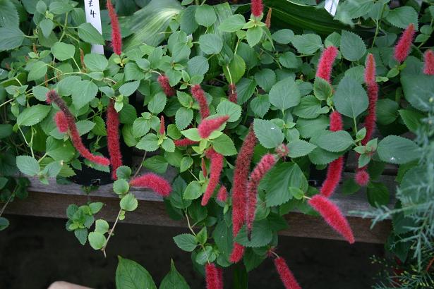 Acalypha chamaedrifolia 