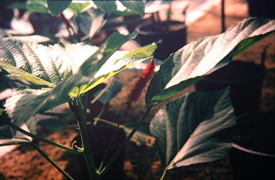 Acalypha hispida 