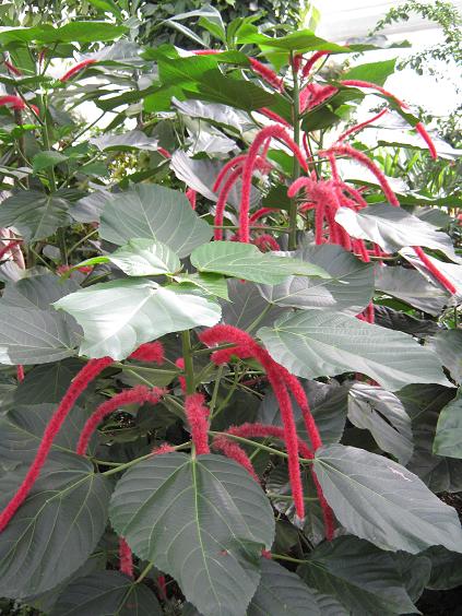 Acalypha hispida 