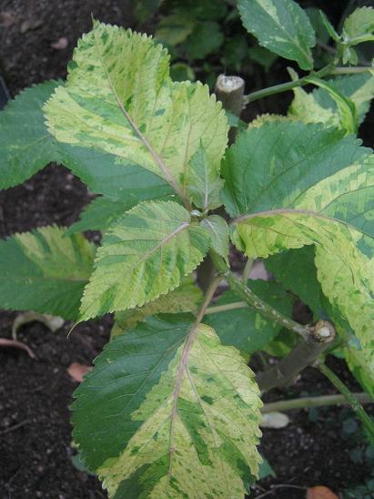 Acalypha wilkesiana 'Ceylon' 