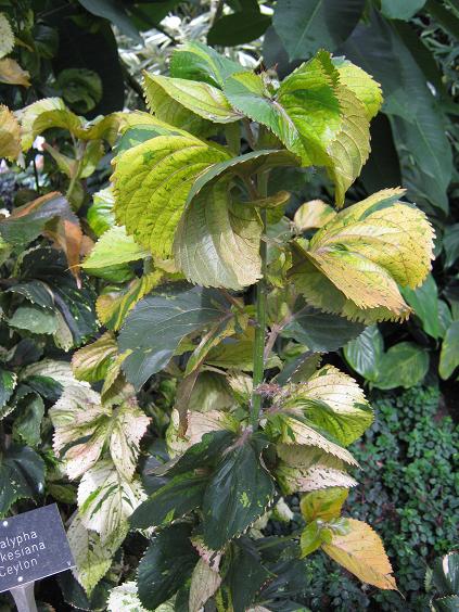 Acalypha wilkesiana 'Ceylon' 