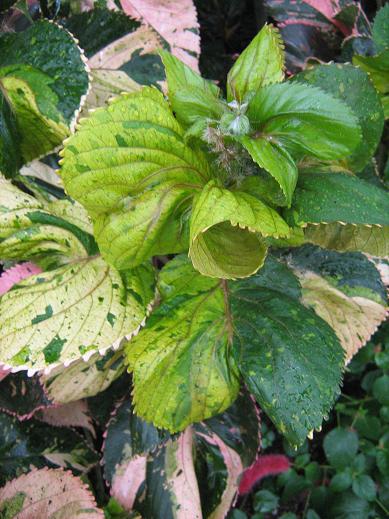 Acalypha wilkesiana 'Ceylon' 