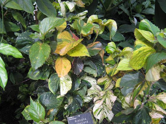 Acalypha wilkesiana 'Ceylon' 