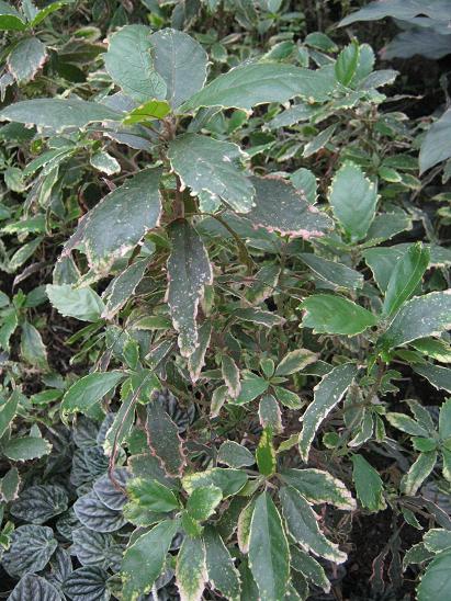 Acalypha wilkesiana 'Heterophylla' 