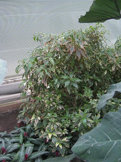 Acalypha wilkesiana 'Heterophylla' 