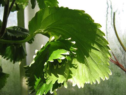 Acalypha wilkesiana 'Hoffmannii' 