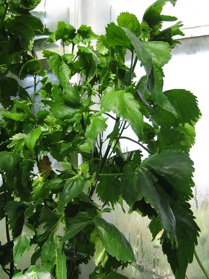 Acalypha wilkesiana 'Hoffmannii' 