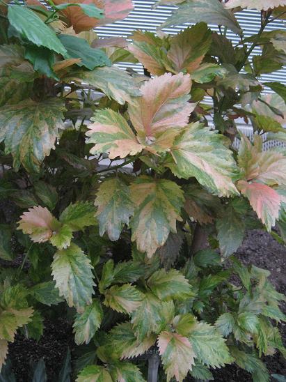 Acalypha wilkesiana 'Macafeeana' 