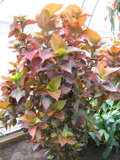 Acalypha wilkesiana 'Macafeeana' 