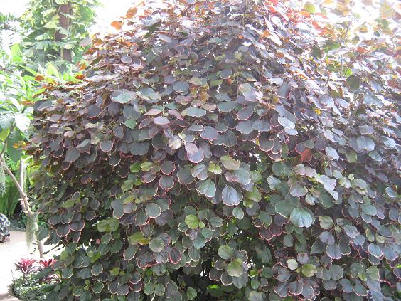 Acalypha wilkesiana 'Obovata' 