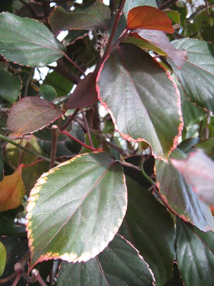 Acalypha wilkesiana 'Obovata' 