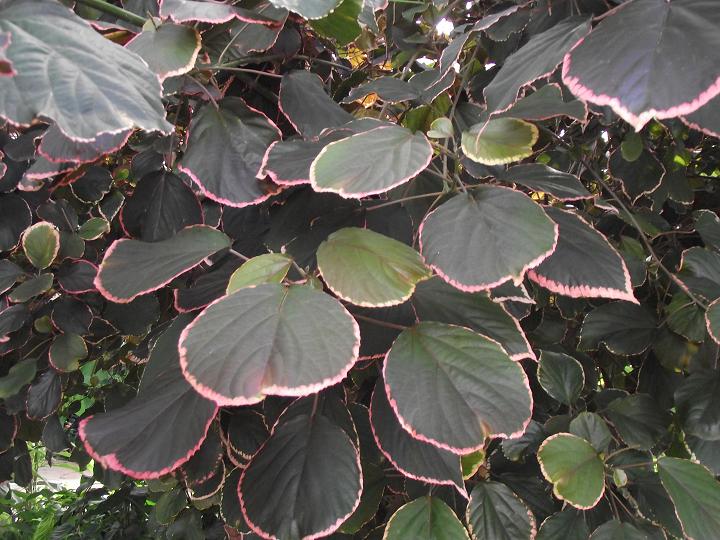 Acalypha wilkesiana 'Obovata' 